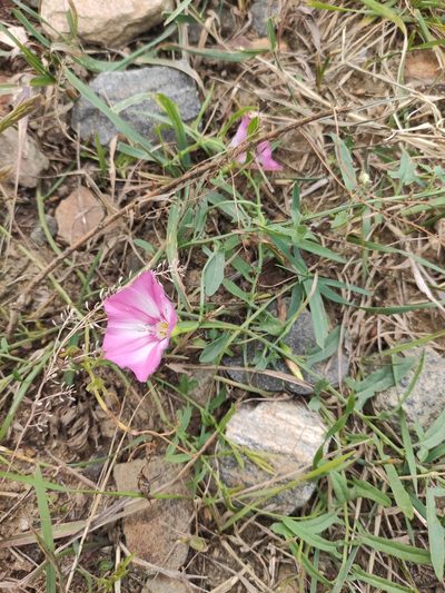 Convolvulus chinensis, photographed by Юлия