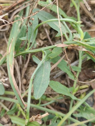 Convolvulus chinensis, photographed by Юлия