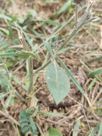 Saussurea amara, photographed by Юлия
