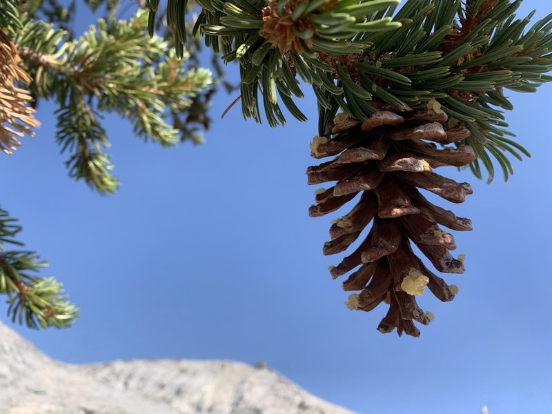 Pinus balfouriana, photographed by Andrew Lie