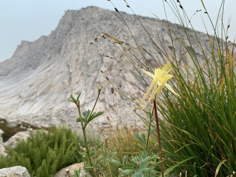 Aquilegia pubescens, photographed by Andrew Lie