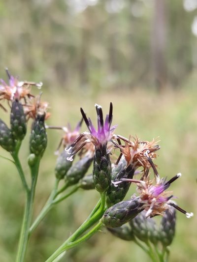 Saussurea parviflora, photographed by Юлия