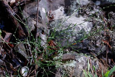 Polygonum tenue, photographed by Bonnie Semmling