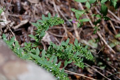 Hedeoma pulegioides, photographed by Bonnie Semmling
