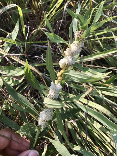 Cuscuta glomerata, photographed by Rose Zappa
