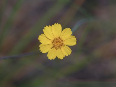 Thelesperma simplicifolium, photographed by Michelle W. （鍾偉瑋）
