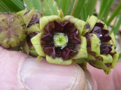 Pachycarpus galpinii, photographed by Andrew Hankey