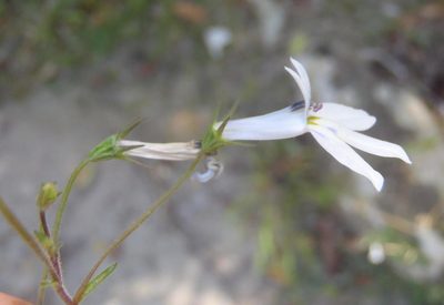 Lobelia cuneifolia, photographed by Nicola van Berkel