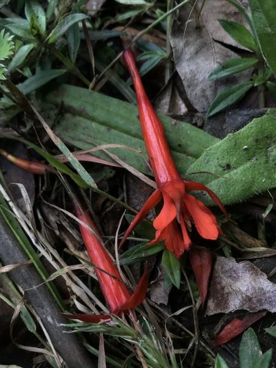Fuchsia venusta, photographed by Nicolás Baresch Uribe