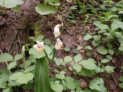 Erythronium montanum