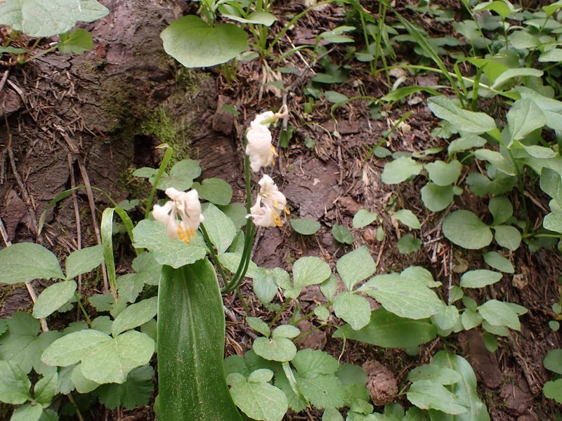 Erythronium montanum, photographed by John Brew