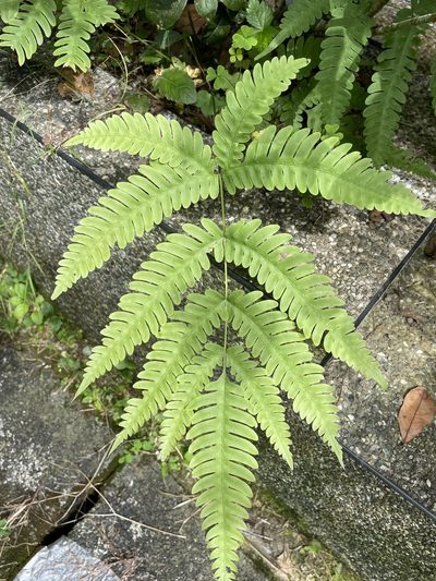 Pteris biaurita, photographed by chen ying-hsiao