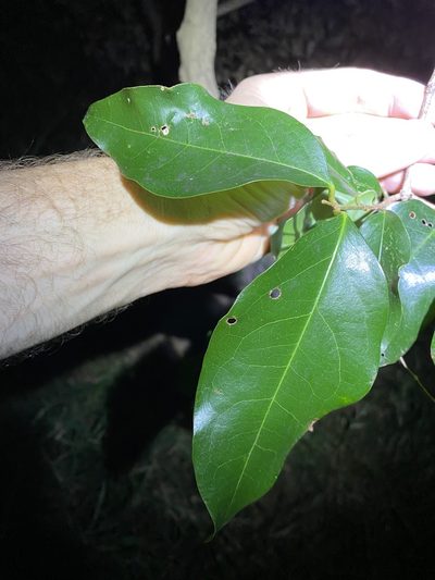 Dissiliaria baloghioides, photographed by Greg Tasney