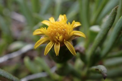 Jaumea carnosa, photographed by Madeleine Claire