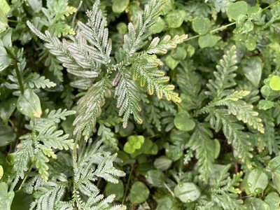 Selaginella delicatula, photographed by chen ying-hsiao