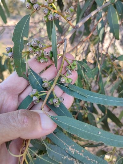 Eucalyptus exserta, photographed by Tony van Kampen