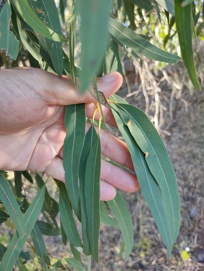 Eucalyptus exserta, photographed by Tony van Kampen