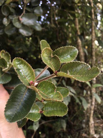 Weinmannia rollottii, photographed by Nicolás Baresch Uribe