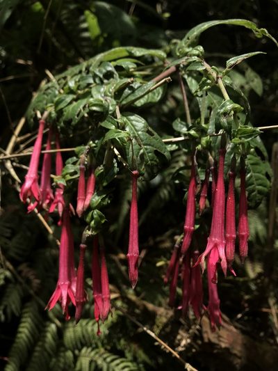 Fuchsia hirtella, photographed by Nicolás Baresch Uribe