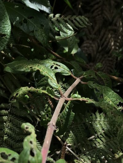 Fuchsia hirtella, photographed by Nicolás Baresch Uribe