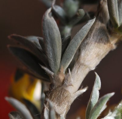 Polhillia connata, photographed by Charles Stirton