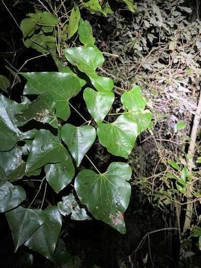 Barklya syringifolia, photographed by Greg Tasney