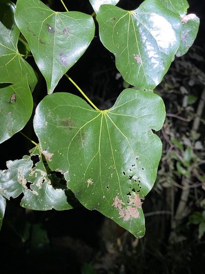 Barklya syringifolia, photographed by Greg Tasney