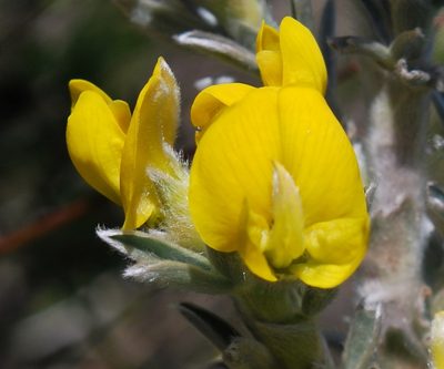 Polhillia connata, photographed by Charles Stirton