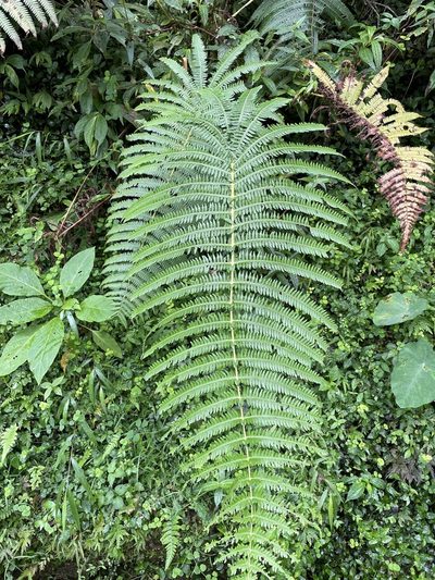 Glaphyropteridopsis erubescens, photographed by chen ying-hsiao