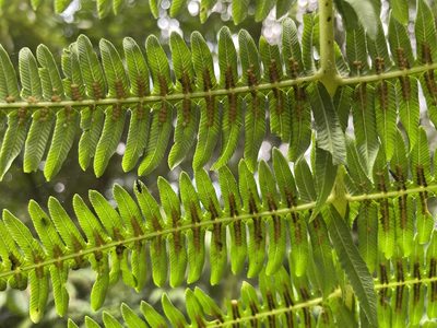 Glaphyropteridopsis erubescens, photographed by chen ying-hsiao
