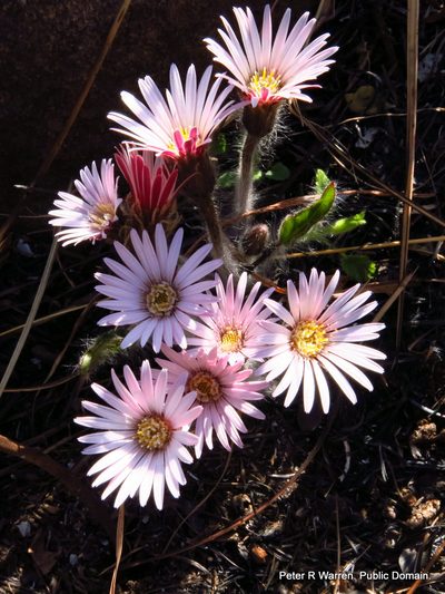Gerbera natalensis, photographed by Peter Warren