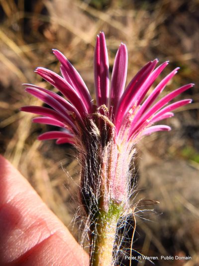 Gerbera natalensis, photographed by Peter Warren