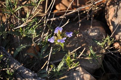 Blepharis subvolubilis, photographed by Andrew Hankey