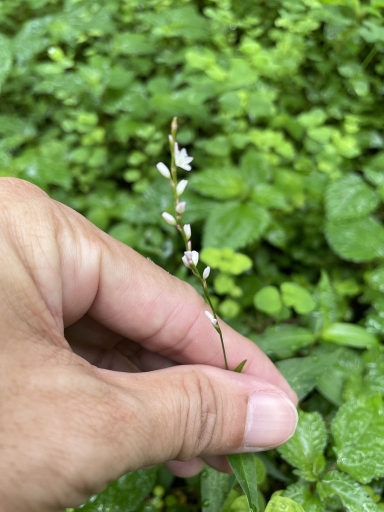 Polygonum jucundum, photographed by chen ying-hsiao