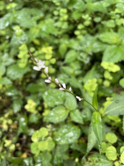 Polygonum jucundum, photographed by chen ying-hsiao