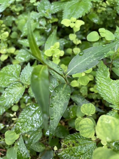 Polygonum jucundum, photographed by chen ying-hsiao