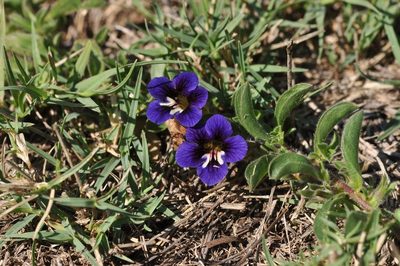 Aptosimum elongatum, photographed by Andrew Hankey