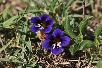 Aptosimum elongatum, photographed by Andrew Hankey