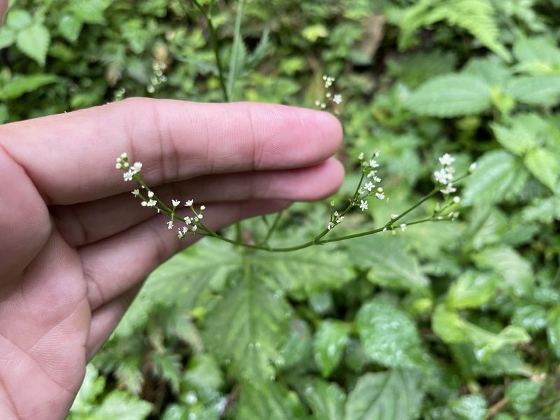 Cryptotaenia japonica, photographed by chen ying-hsiao