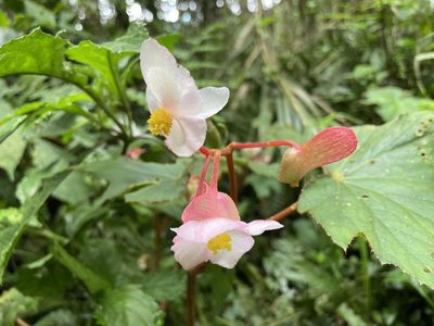 Begonia palmata, photographed by chen ying-hsiao