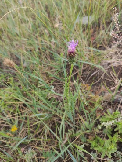 Klasea centauroides, photographed by Юлия