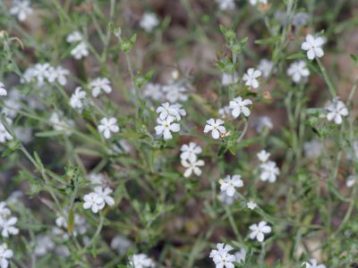 Euploca tenella, photographed by Michelle W. （鍾偉瑋）