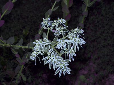 Euphorbia marginata, photographed by Michelle W. （鍾偉瑋）