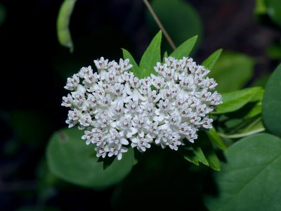 Asclepias texana, photographed by Michelle W. （鍾偉瑋）