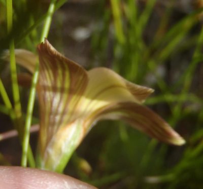 Romulea dichotoma, photographed by Nicola van Berkel