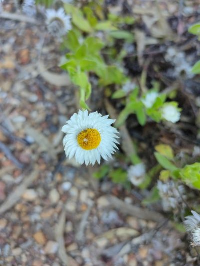 Coronidium lanuginosum, photographed by Tony van Kampen