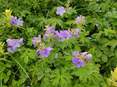 Geranium erianthum, photographed by Syd Cannings