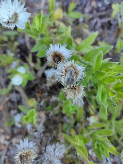 Coronidium lanuginosum, photographed by Tony van Kampen