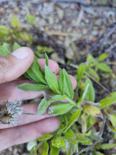 Coronidium lanuginosum, photographed by Tony van Kampen