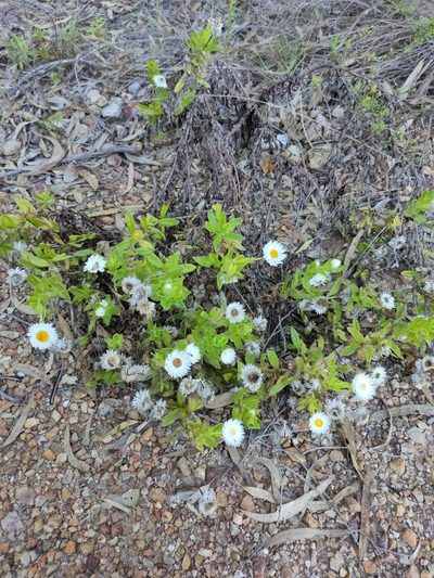 Coronidium lanuginosum, photographed by Tony van Kampen